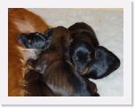 sleppy puppies * 340 x 262 * (20KB)